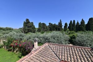 izzhome-orange-tree-pula-1